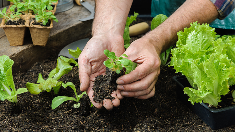 Cultivando Bem‑estar: